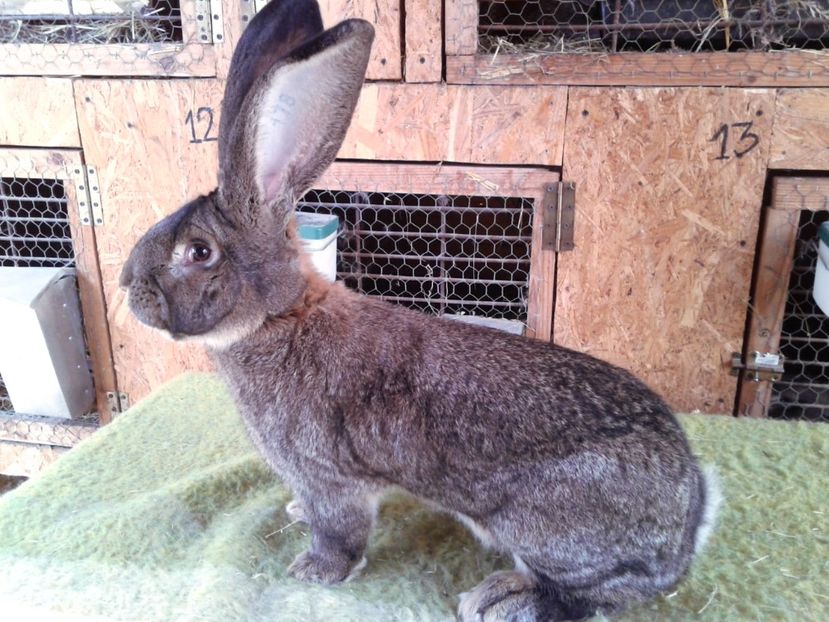 9 luni si 6 zile - M 20 - de la Luci Onujec