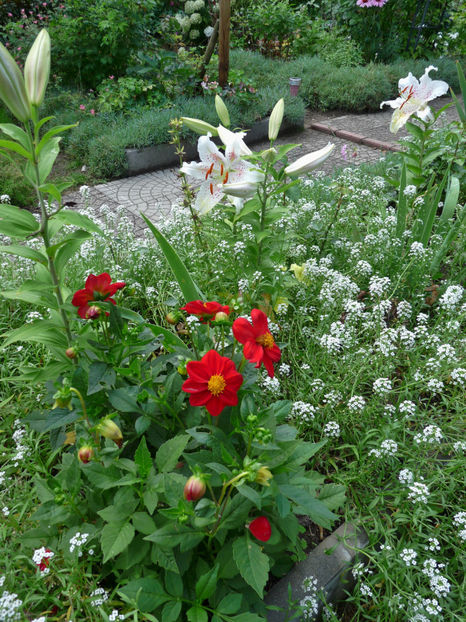  - Alyssum
