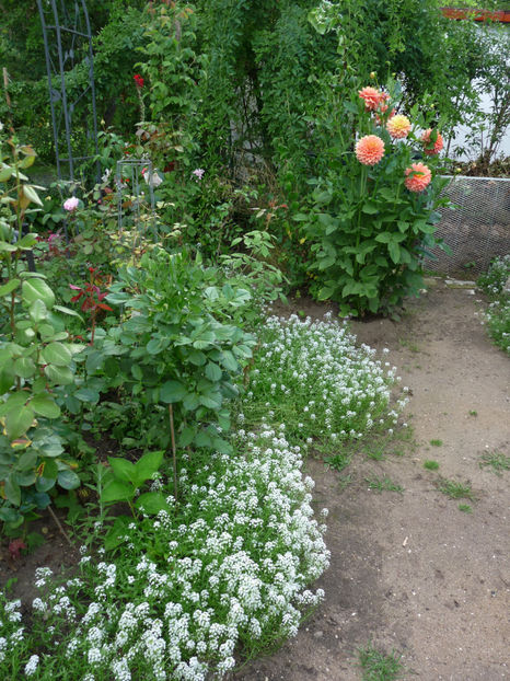  - Alyssum