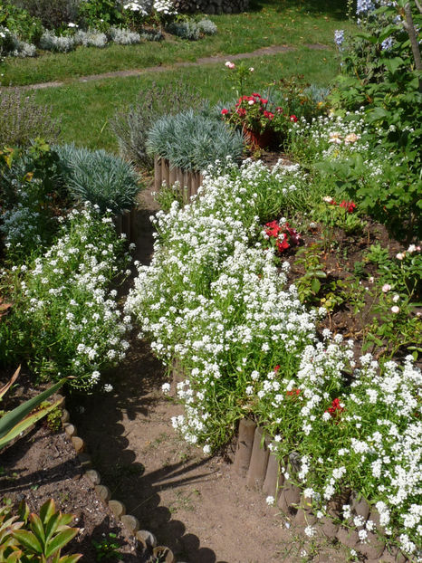 ... si din nou inflorite! - Alyssum