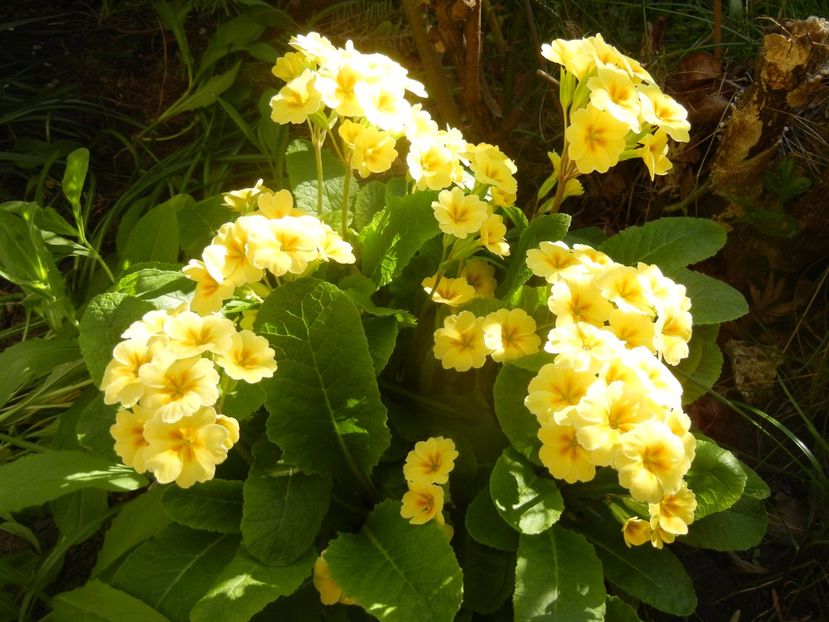 Primula polyanthus Yellow (2017, Apr.15) - Primula polyanthus Yellow