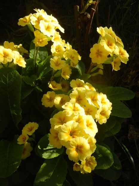Primula polyanthus Yellow (2017, Apr.15) - Primula polyanthus Yellow