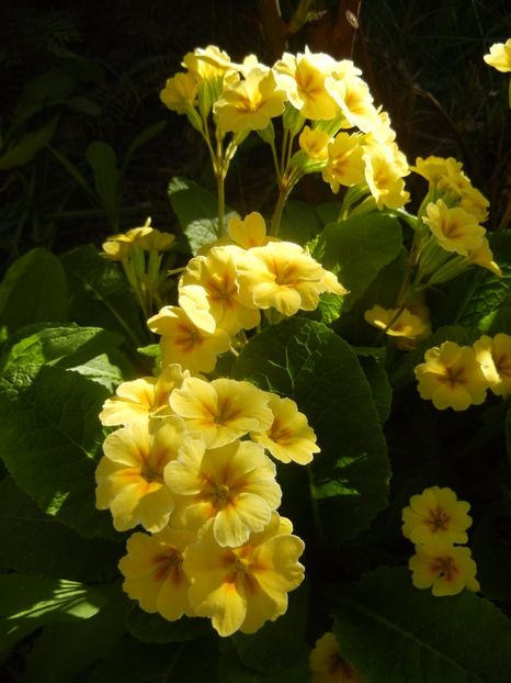 Primula polyanthus Yellow (2017, Apr.15) - Primula polyanthus Yellow