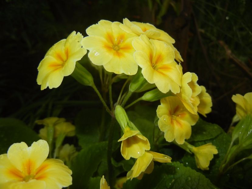 Primula polyanthus Yellow (2017, Apr.17) - Primula polyanthus Yellow