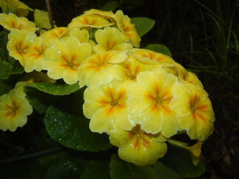 Primula polyanthus Yellow (2017, Apr.17) - Primula polyanthus Yellow