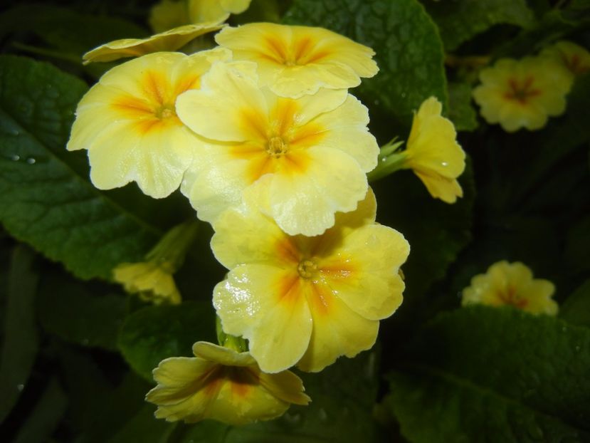 Primula polyanthus Yellow (2017, Apr.17) - Primula polyanthus Yellow