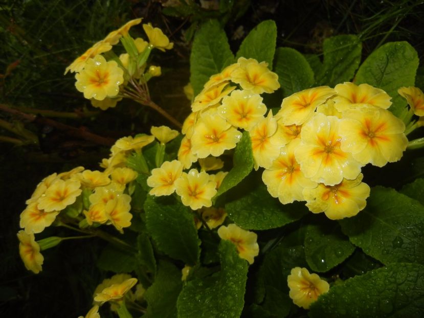 Primula polyanthus Yellow (2017, Apr.20) - Primula polyanthus Yellow