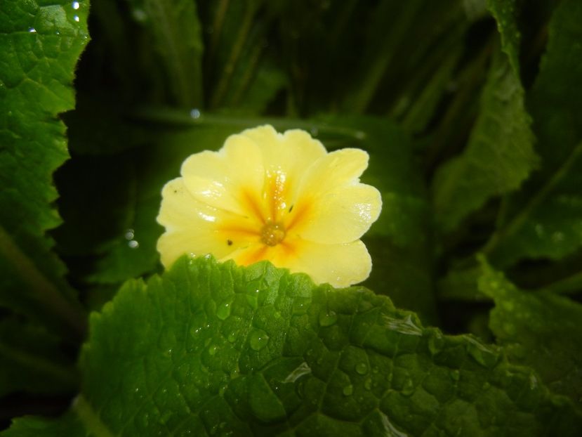 Primula polyanthus Yellow (2017, Apr.20) - Primula polyanthus Yellow