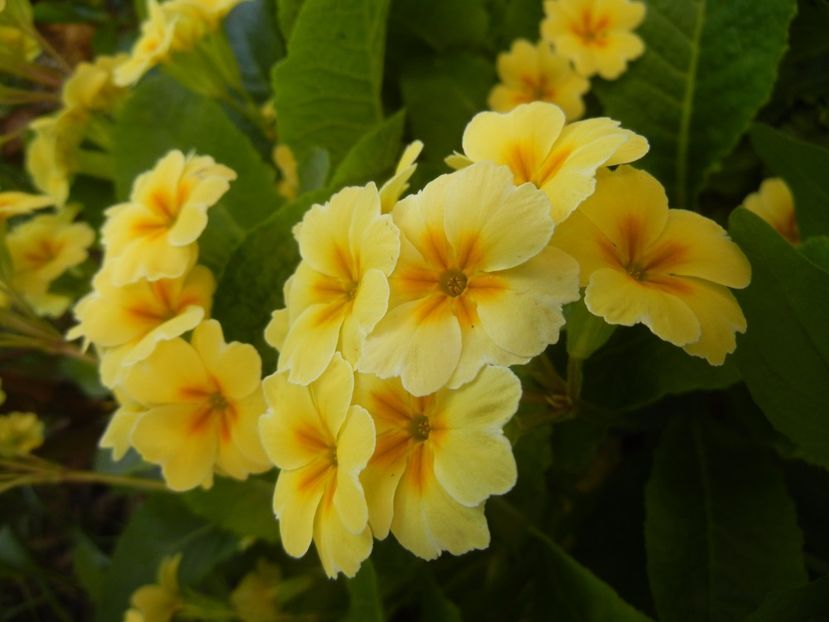 Primula polyanthus Yellow (2017, Apr.24) - Primula polyanthus Yellow