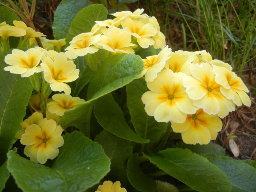 Primula polyanthus Yellow (2017, Apr.24) - Primula polyanthus Yellow