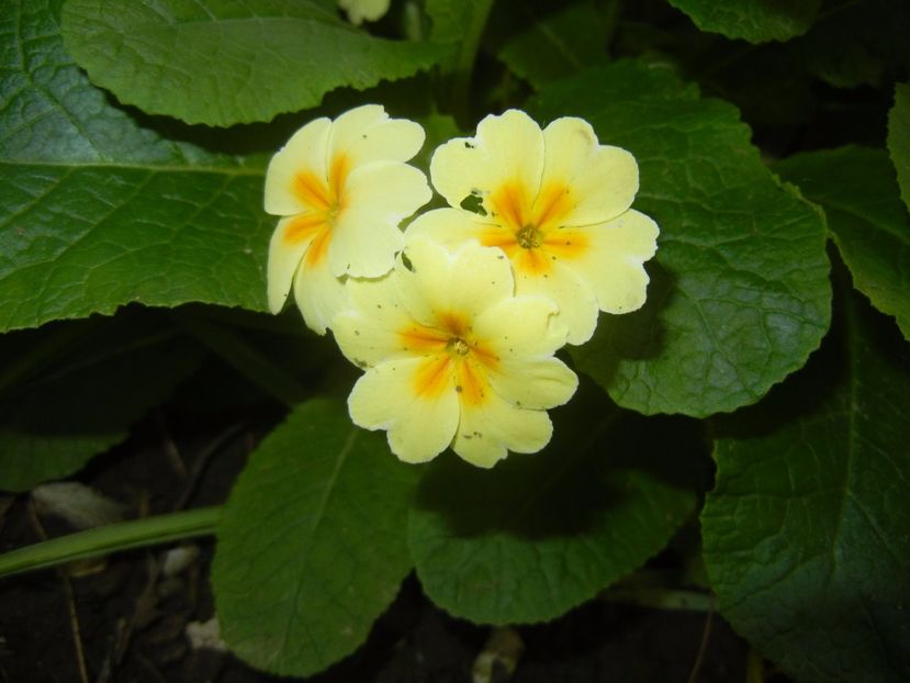 Primula polyanthus Yellow (2017, May 03) - Primula polyanthus Yellow