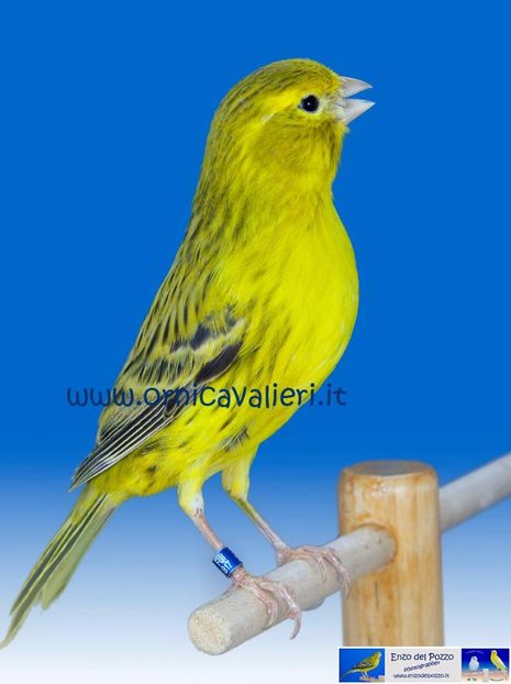 22384073_1544523125607613_8588686526720456862_o - Canari Italia