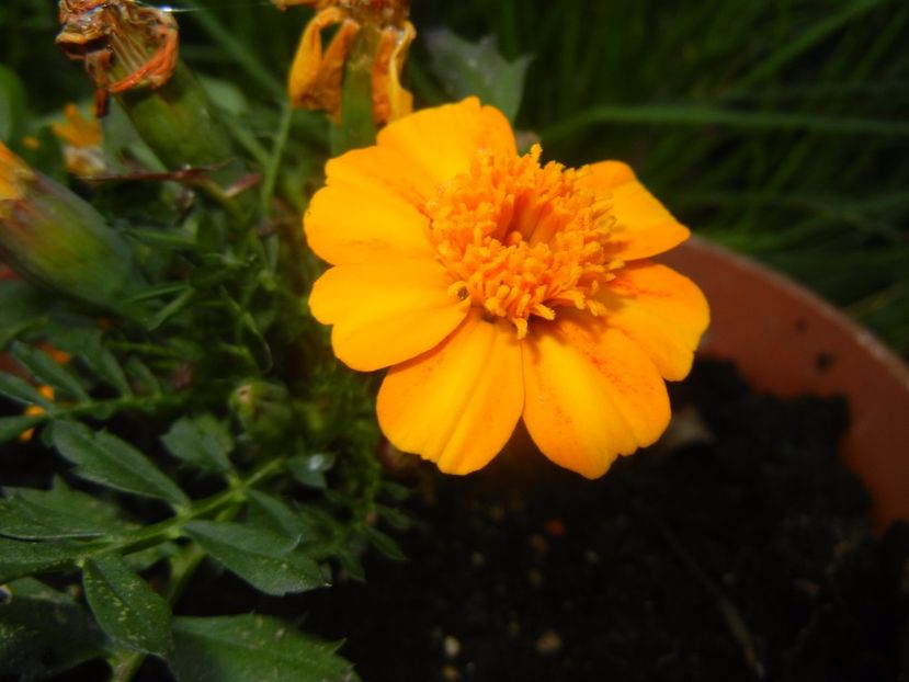 Tagetes_African Marigold (2017, May03) - TAGETES Marigold