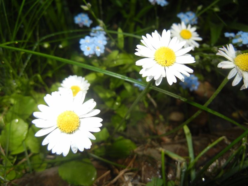 Bellis perennis (2017, May 02) - BELLIS Perennis