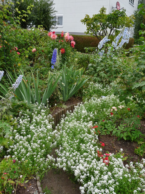  - Alyssum