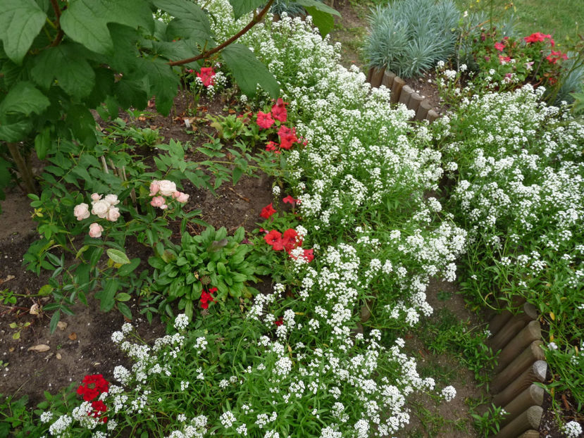  - Alyssum