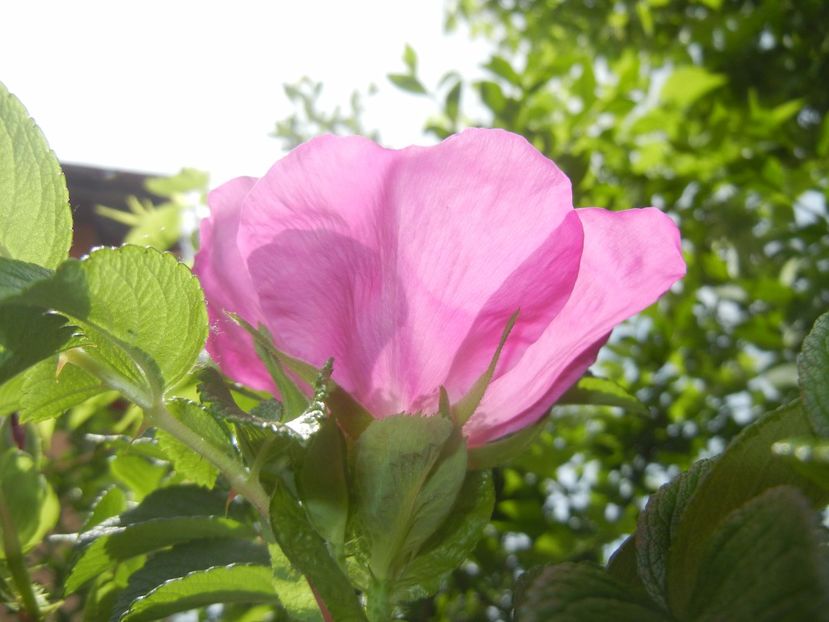 Rosa rugosa (2017, May 05) - ROSA Rugosa_Rugosa Rose