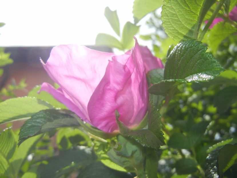 Rosa rugosa (2017, May 05) - ROSA Rugosa_Rugosa Rose