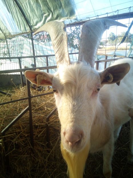  - 00 2017 Tap saanen