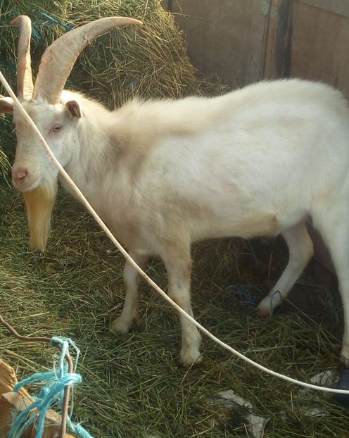  - 00 2017 Tap saanen