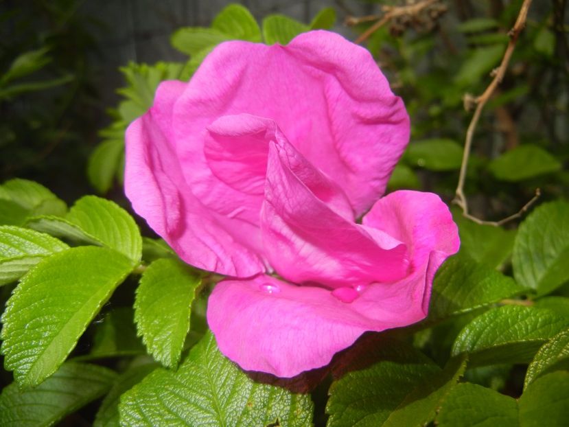 Rosa rugosa (2017, May 05) - ROSA Rugosa_Rugosa Rose