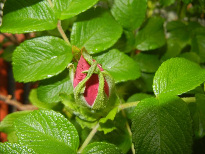 Rosa rugosa (2017, May 05) - ROSA Rugosa_Rugosa Rose