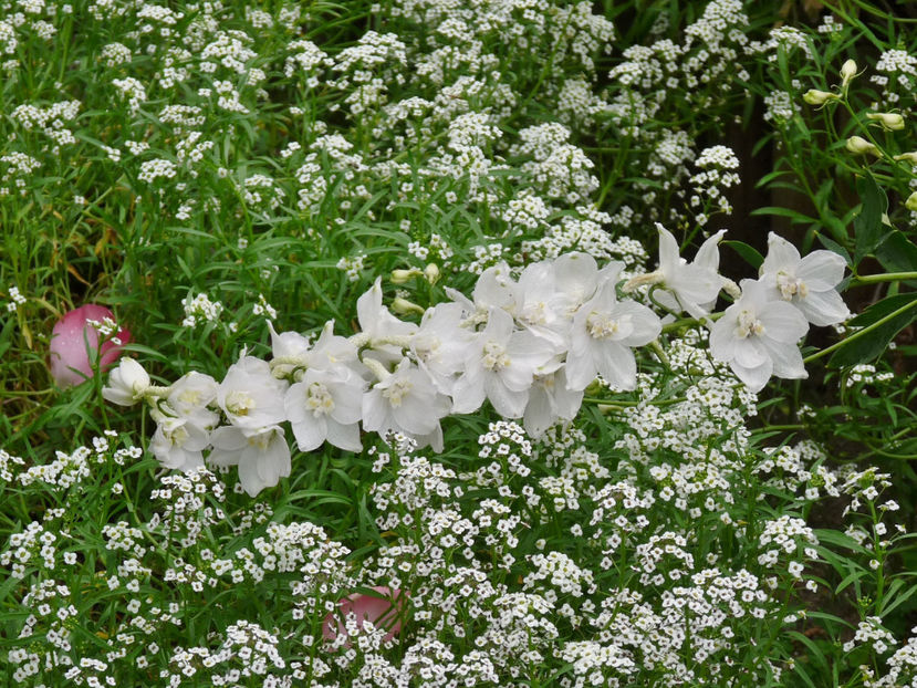  - Alyssum