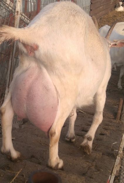  - 00 2017 Tap saanen