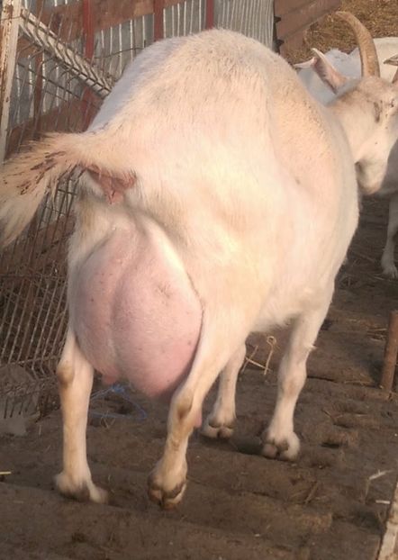  - 00 2017 Tap saanen