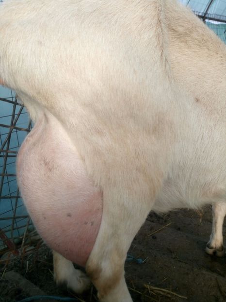  - 00 2017 Tap saanen