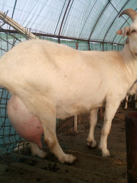  - 00 2017 Tap saanen