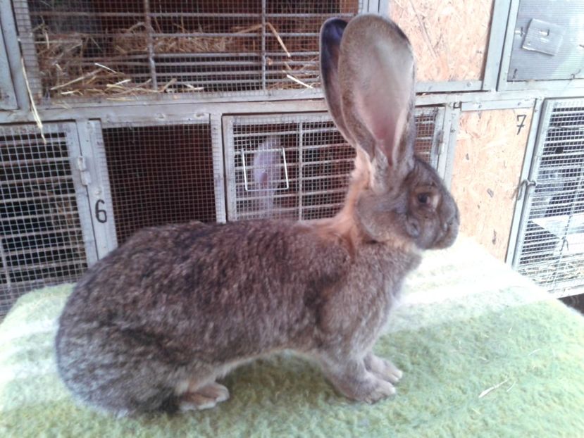 9 luni si 17 zile - F 23 - productie proprie