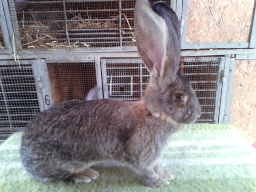 9 luni si 17 zile - F 23 - productie proprie