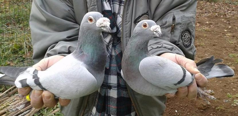  - V--Album ORIENTATIV 1