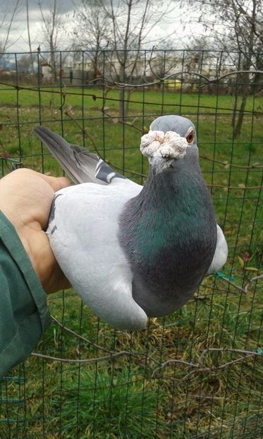  - V--Album ORIENTATIV 1