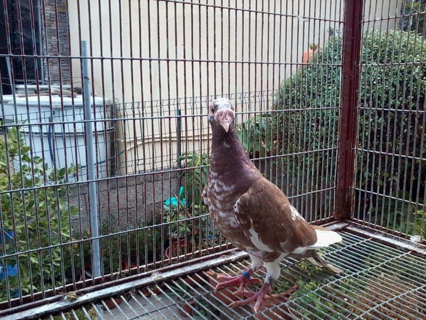  - V--Album ORIENTATIV 1