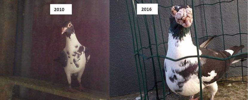  - V--Album ORIENTATIV 1