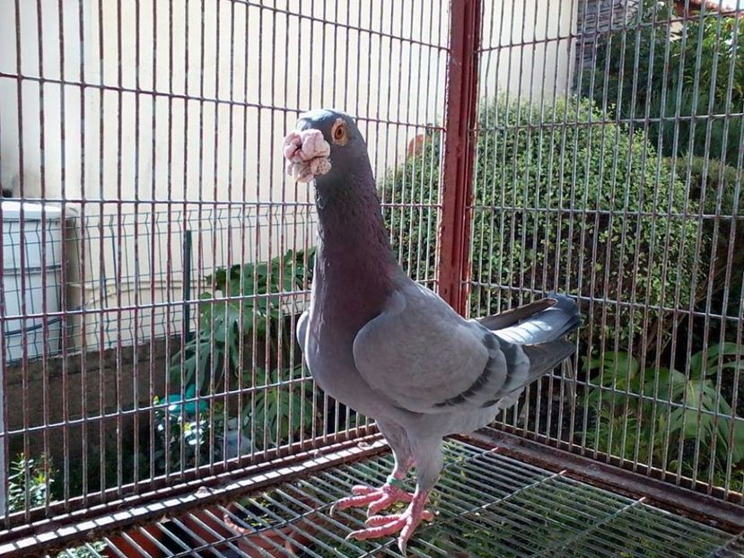  - V--Album ORIENTATIV 1