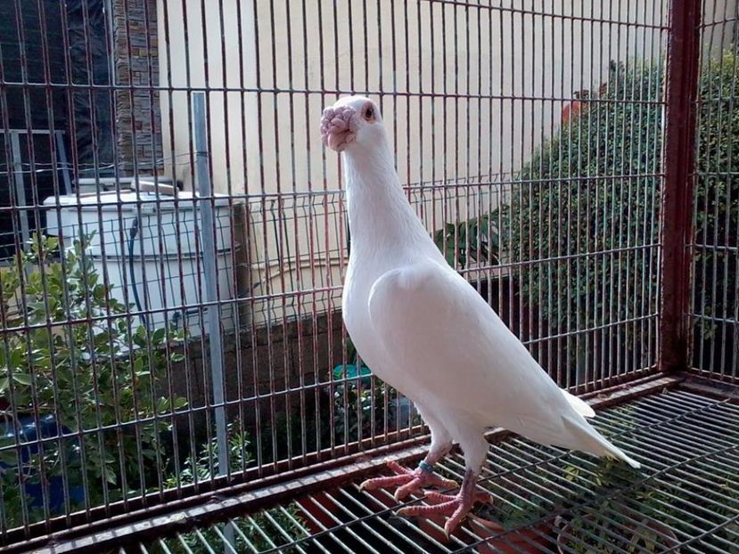  - V--Album ORIENTATIV 1