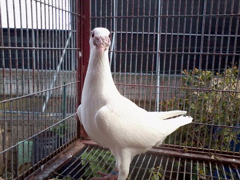  - V--Album ORIENTATIV 1