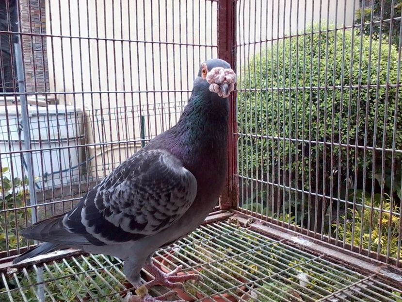  - V--Album ORIENTATIV 1