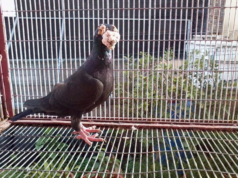  - V--Album ORIENTATIV 1