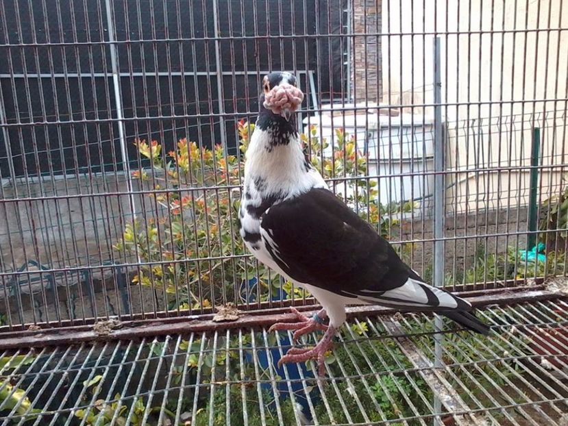  - V--Album ORIENTATIV 1