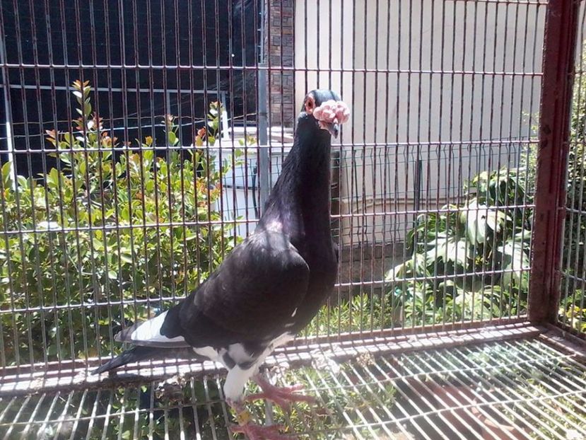  - V--Album ORIENTATIV 1