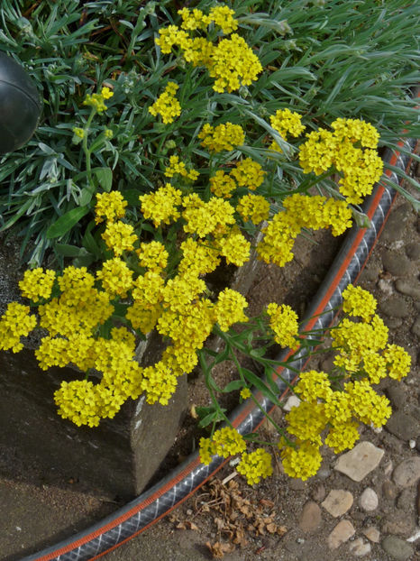 Alyssum peren - Alyssum
