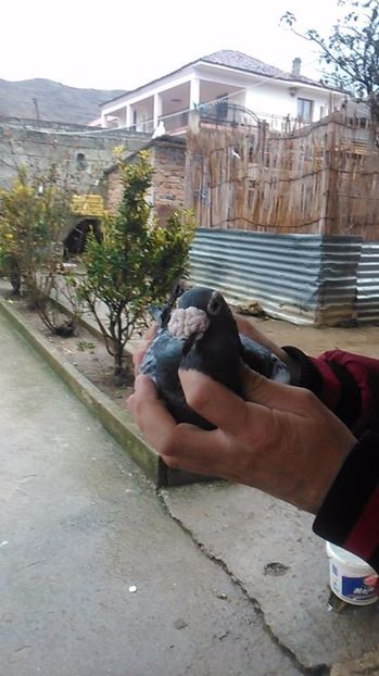  - V--Album ORIENTATIV 1