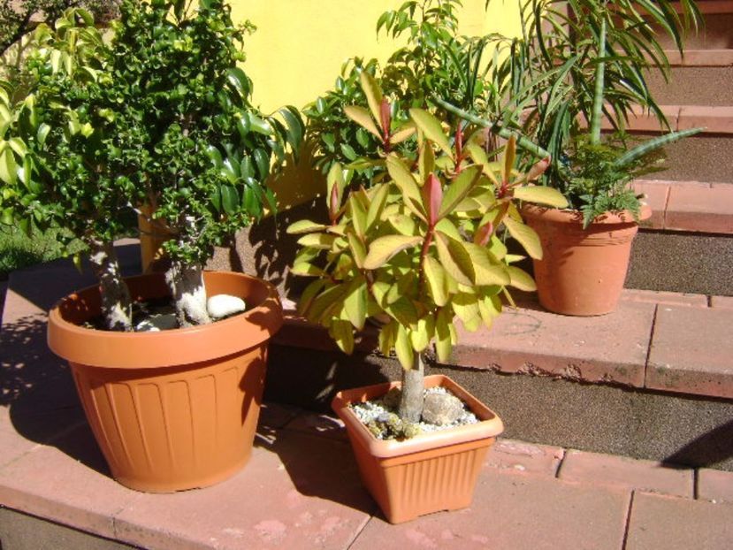 Grup de Ficusi bonsai - Toamna 2016-2017