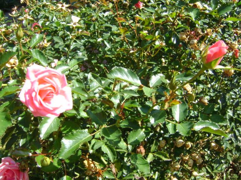 Trandafiri - Toamna 2016-2017