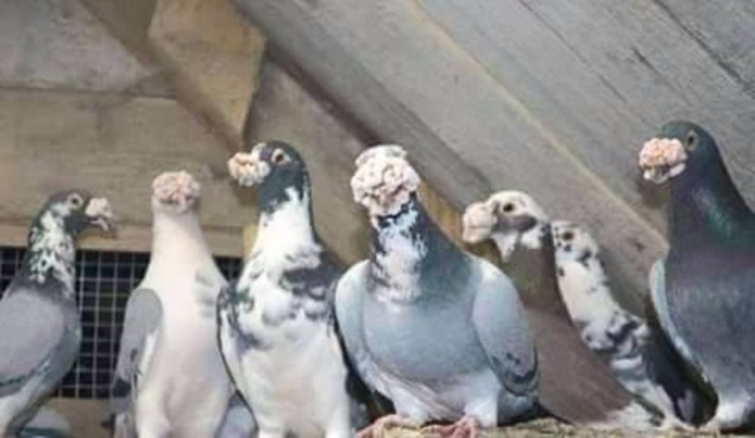  - V--Album ORIENTATIV 1