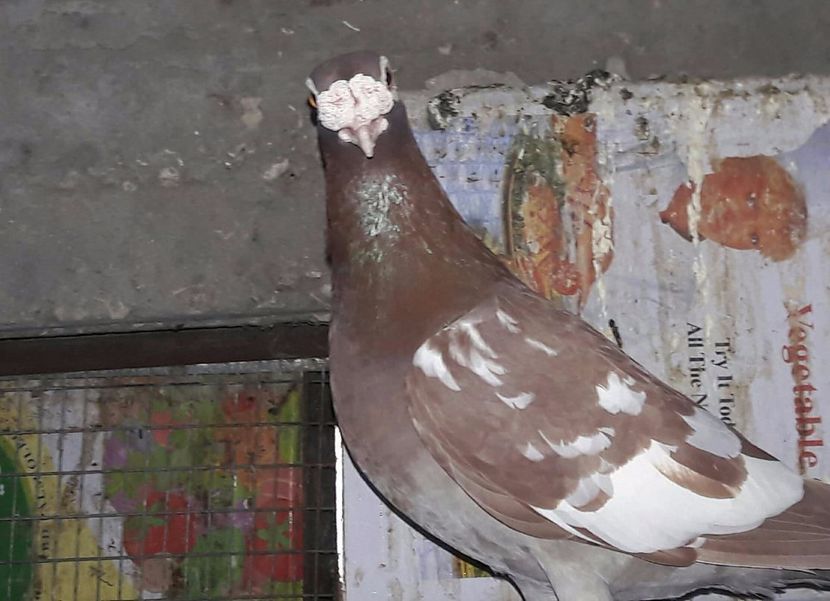 21248615_271355793381266_547972840746693933_o - V--Album ORIENTATIV 1